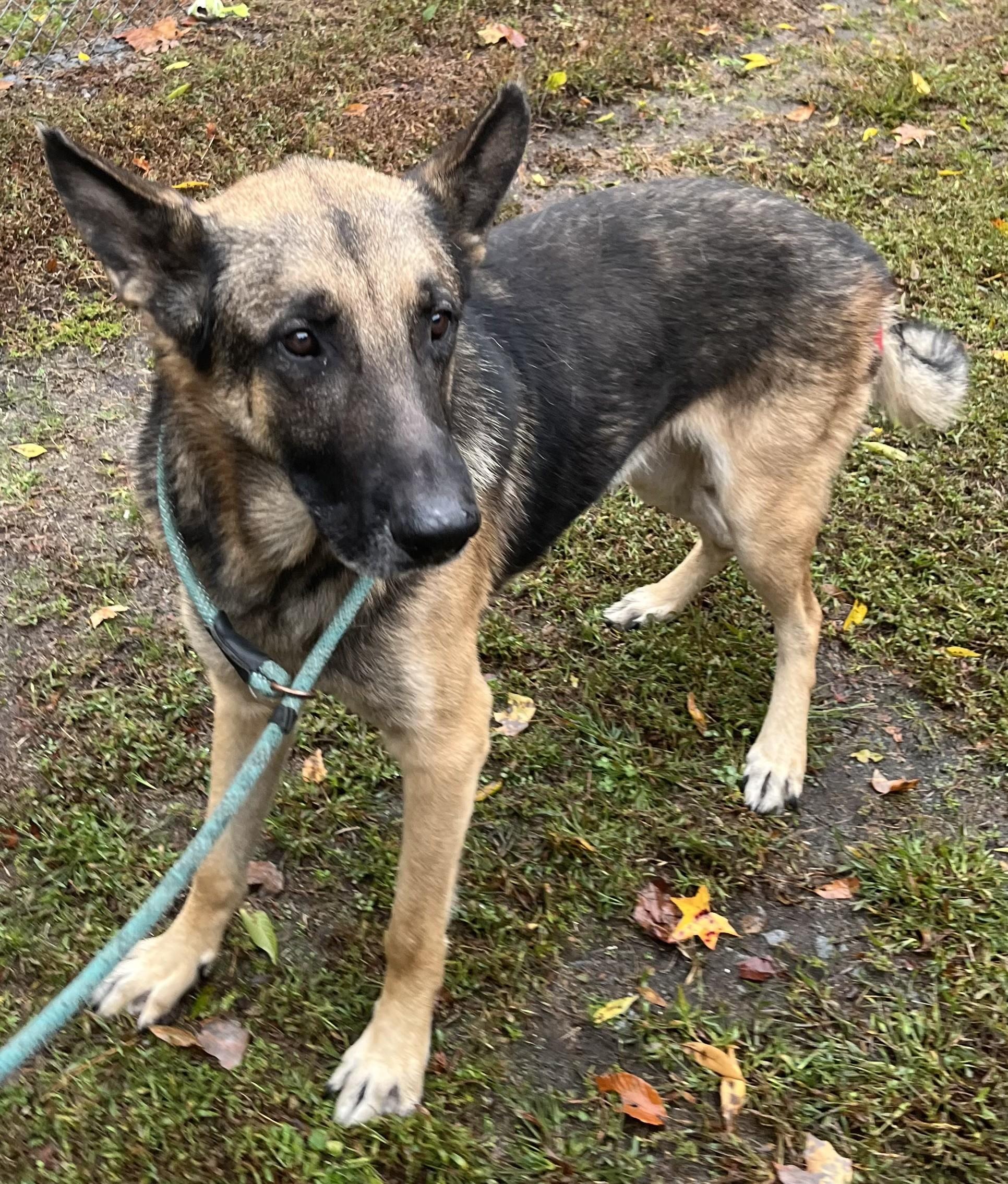 Farkas Adult Dutch Shepherd Needs Foster if not Adoption!  Lovely Boy