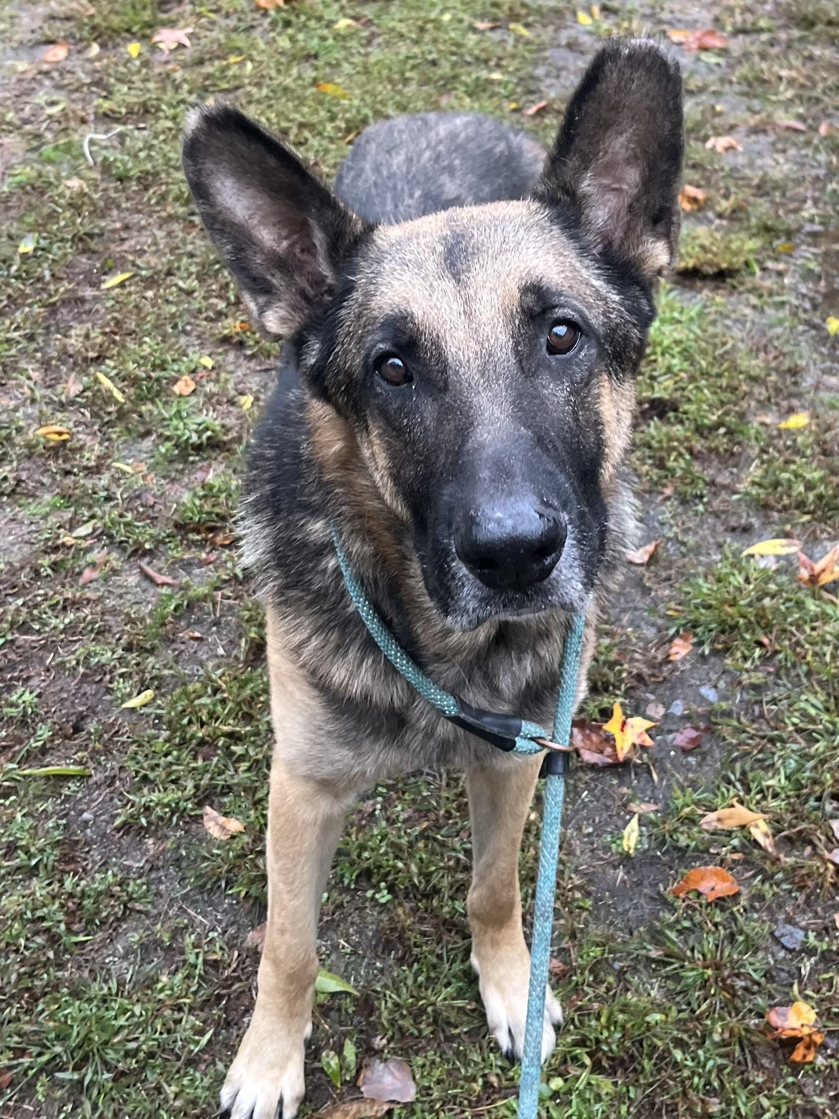 Farkas Adult Dutch Shepherd Needs Foster if not Adoption!  Lovely Boy