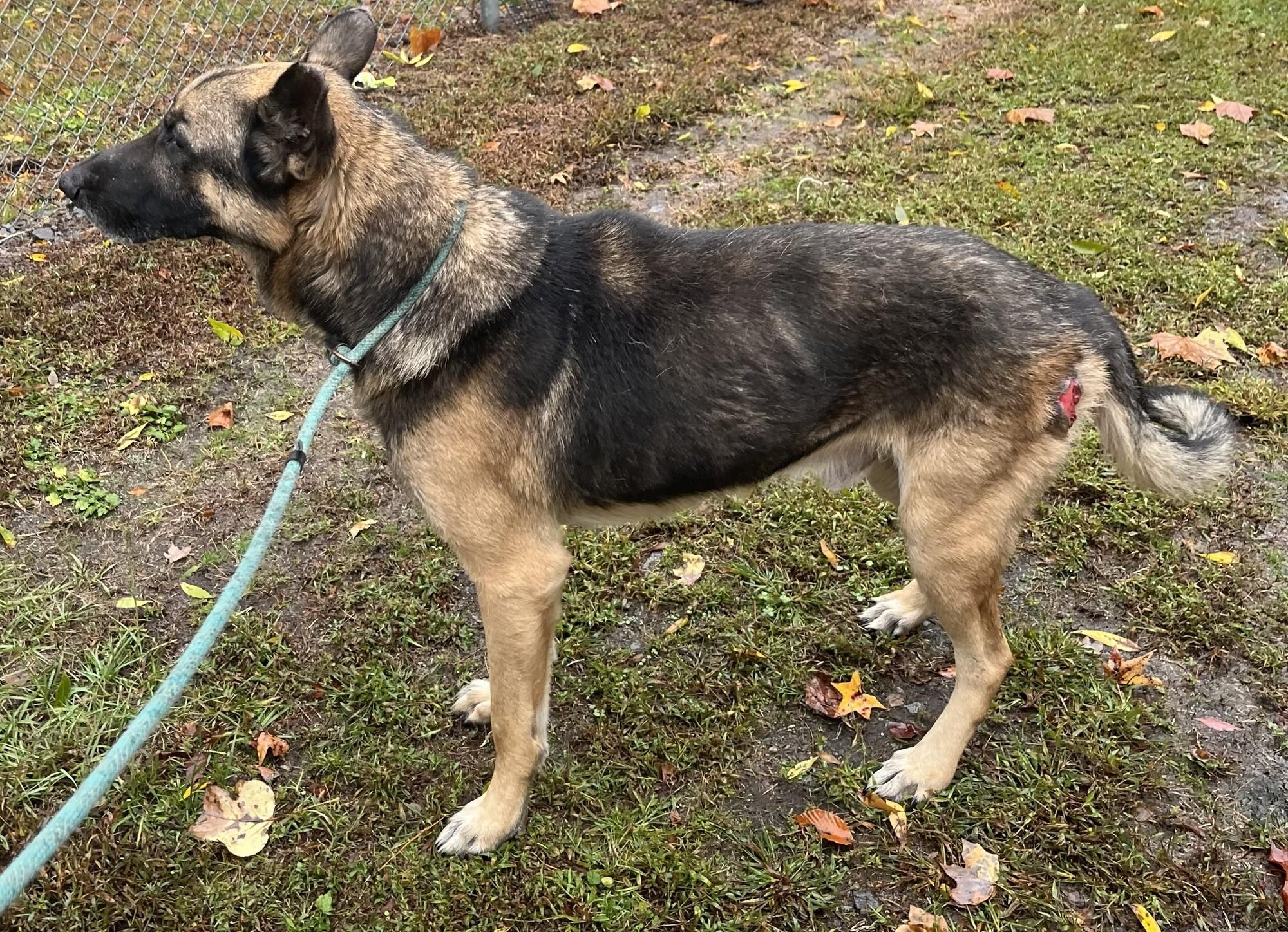 Farkas Adult Dutch Shepherd Needs Foster if not Adoption!  Lovely Boy