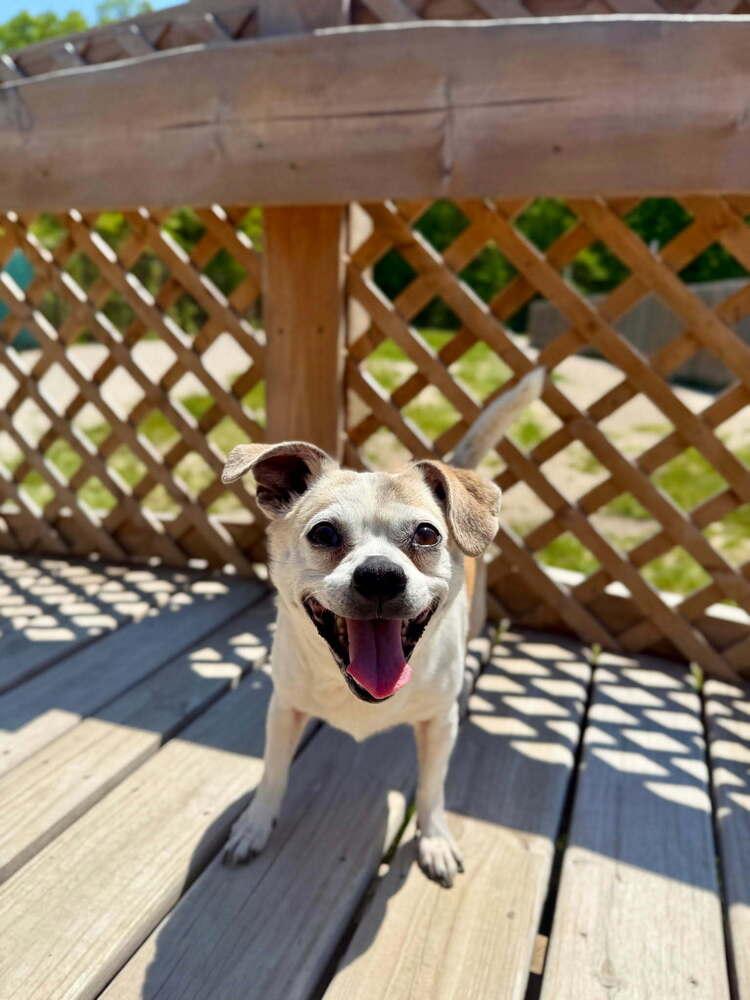 Chloe, Adoptable, Senior Female Chihuahua.
