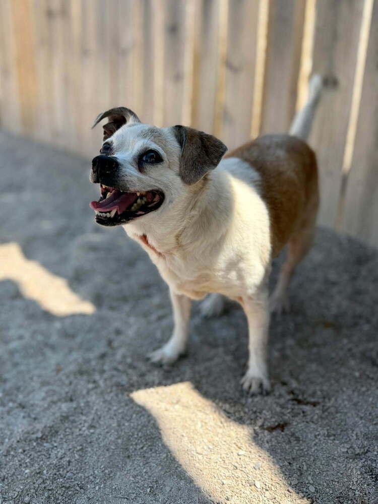 Enlarge Chloe, a Adoptable mixed breed in Grand Rapids, MI image 2/5