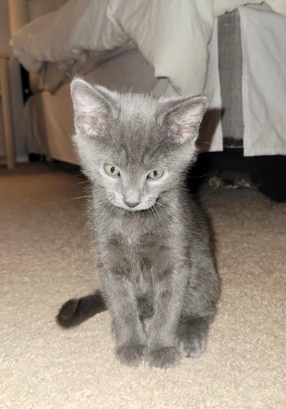 Smokey Robinson, Adopted, Young Male Domestic Short Hair.