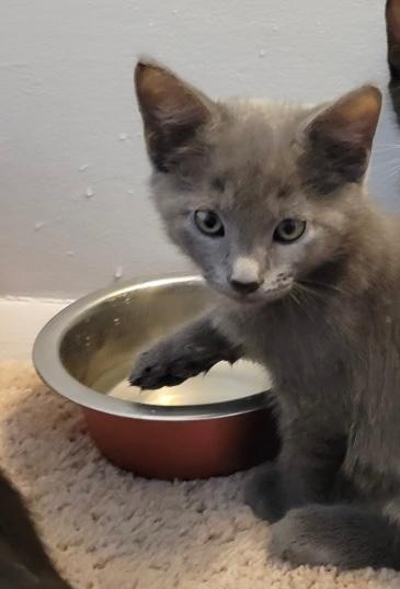 Enlarge Smokey Robinson, a Adopted mixed breed in Hoover , AL image 2/2