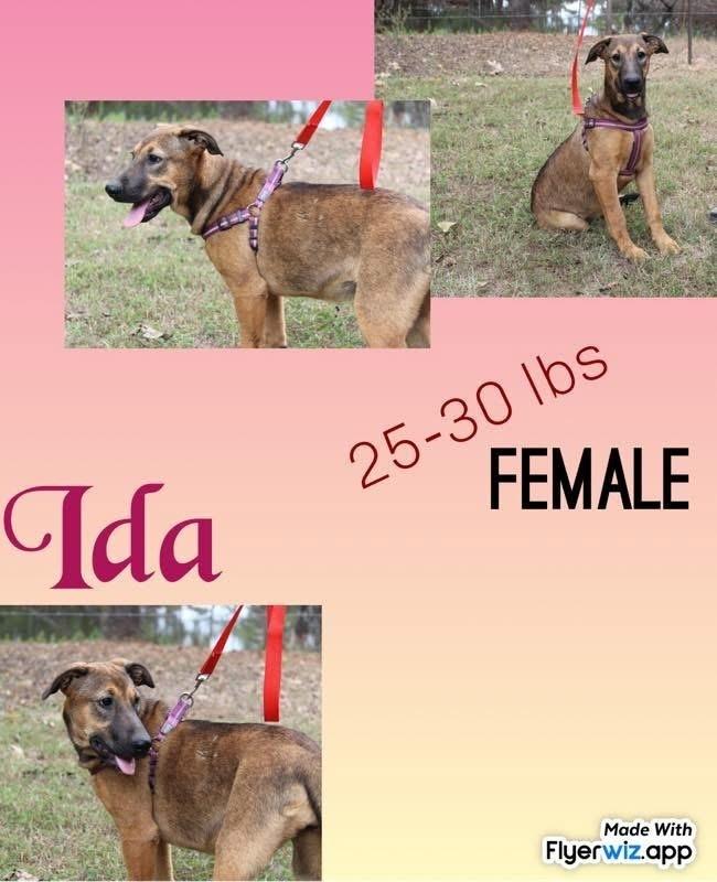 The Shepherd litter, Adoptable, Puppy Female Shepherd.