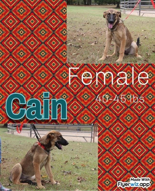 Enlarge The Shepherd litter, a Adoptable Shepherd in New Bedford, MA image 2/5