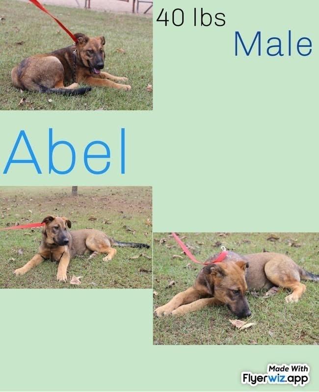 Enlarge The Shepherd litter, a Adoptable Shepherd in New Bedford, MA image 3/5