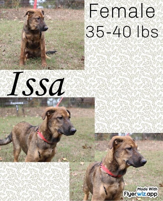 Enlarge The Shepherd litter, a Adoptable Shepherd in New Bedford, MA image 4/5