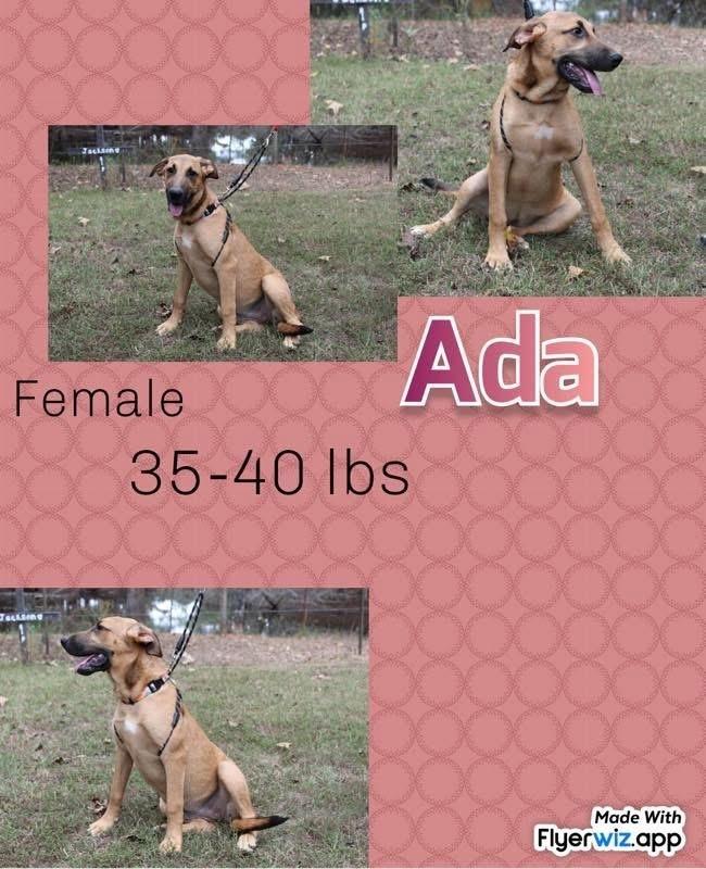 The Shepherd Litter thumbnail 5