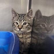 Pendo, Adoptable, Kitten Male Domestic Short Hair.