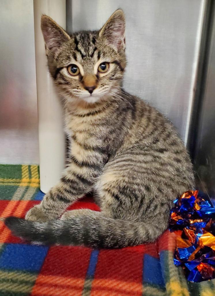 Enlarge Pendo, a Adoptable mixed breed in Grants Pass, OR image 2/2