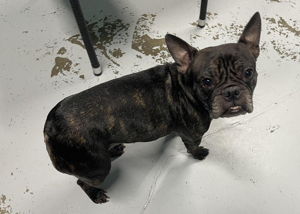 Enlarge Maizy, a Adopted French Bulldog in Chattanooga, TN image 1/3