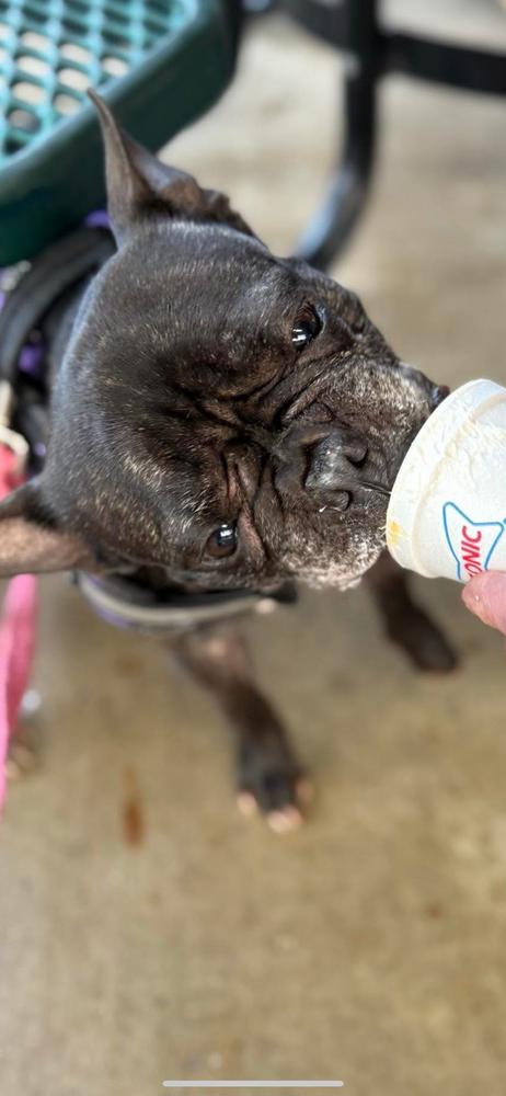 Enlarge Maizy, a Adopted French Bulldog in Chattanooga, TN image 2/3