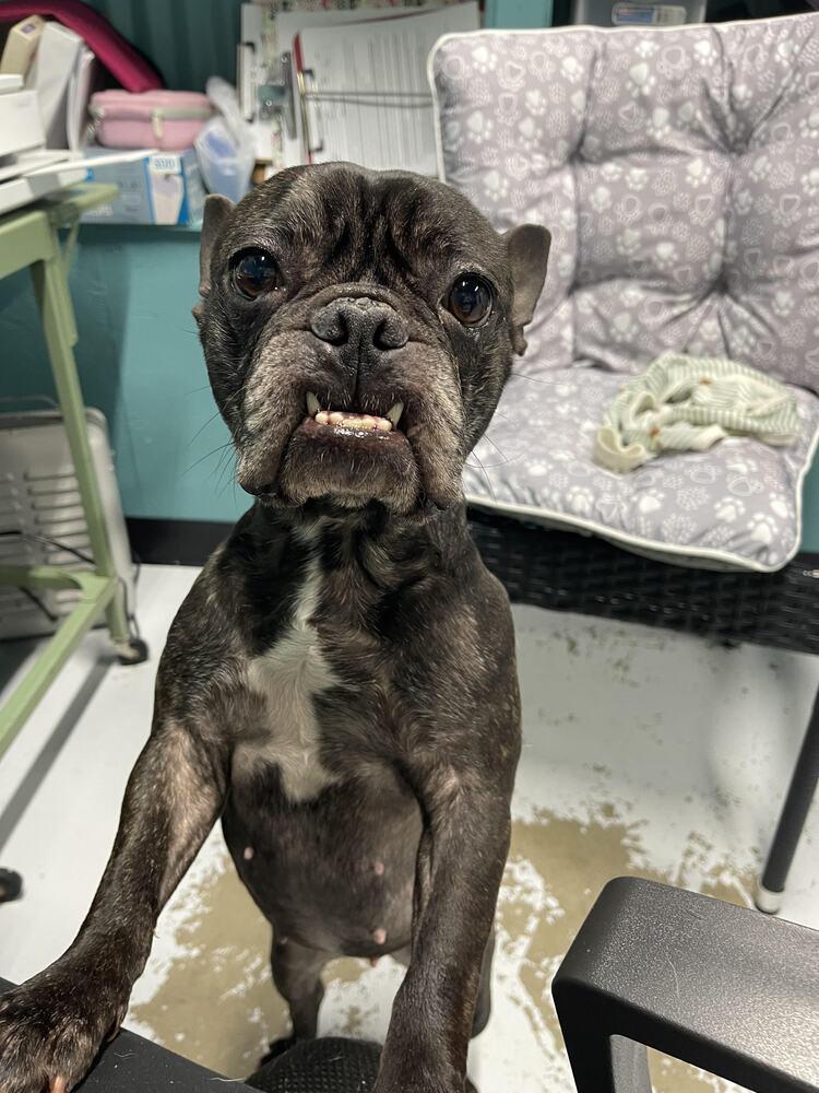 Enlarge Maizy, a Adopted French Bulldog in Chattanooga, TN image 3/3