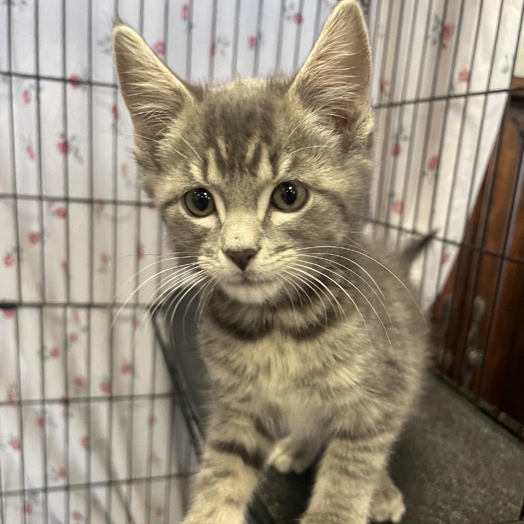 Enlarge Yodel, a Adoptable Domestic Short Hair in Branson, MO image 1/3