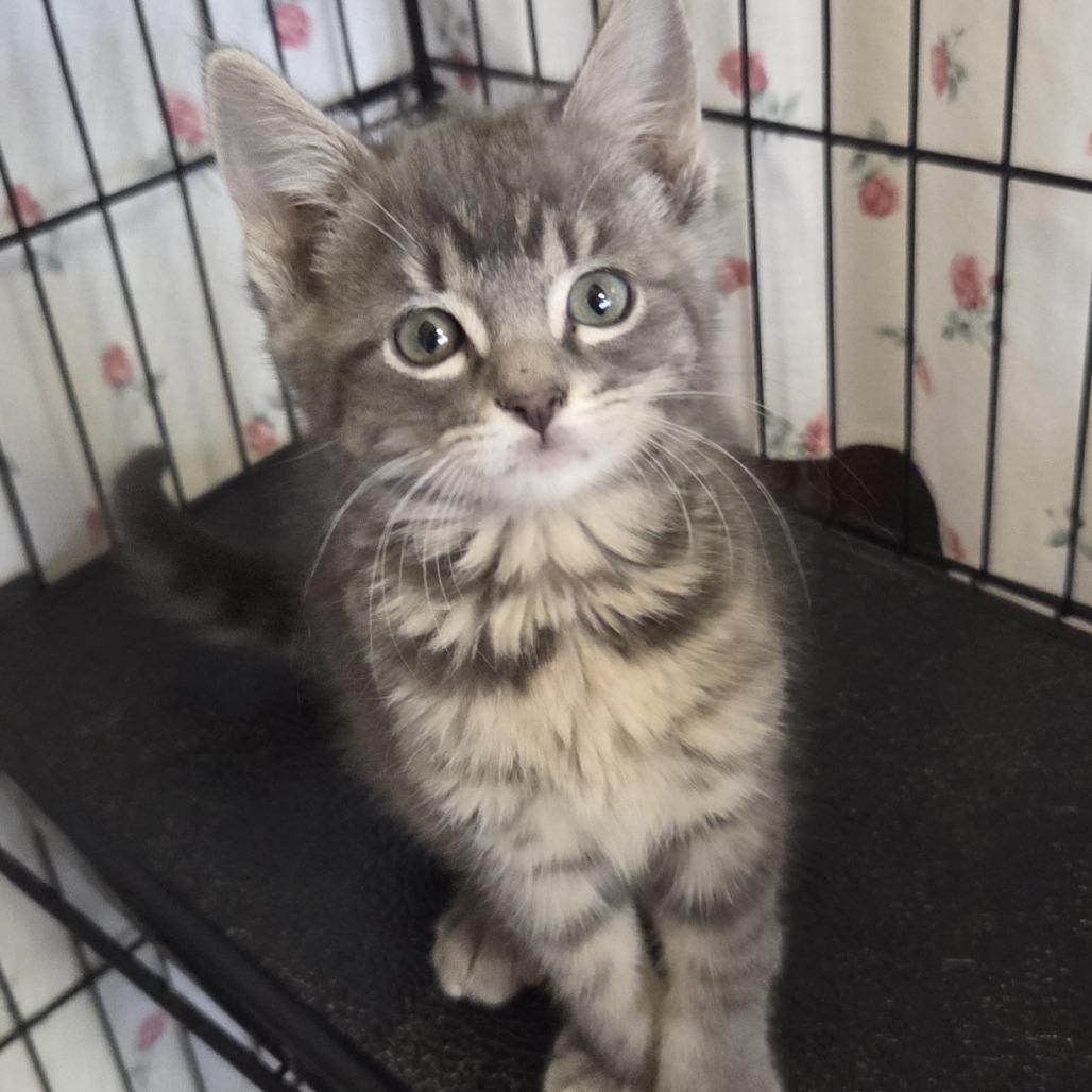 Enlarge Yodel, a Adoptable Domestic Short Hair in Branson, MO image 2/3