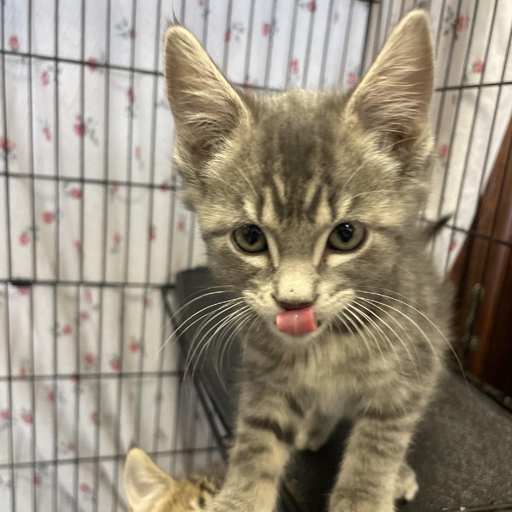 Enlarge Yodel, a Adoptable Domestic Short Hair in Branson, MO image 3/3