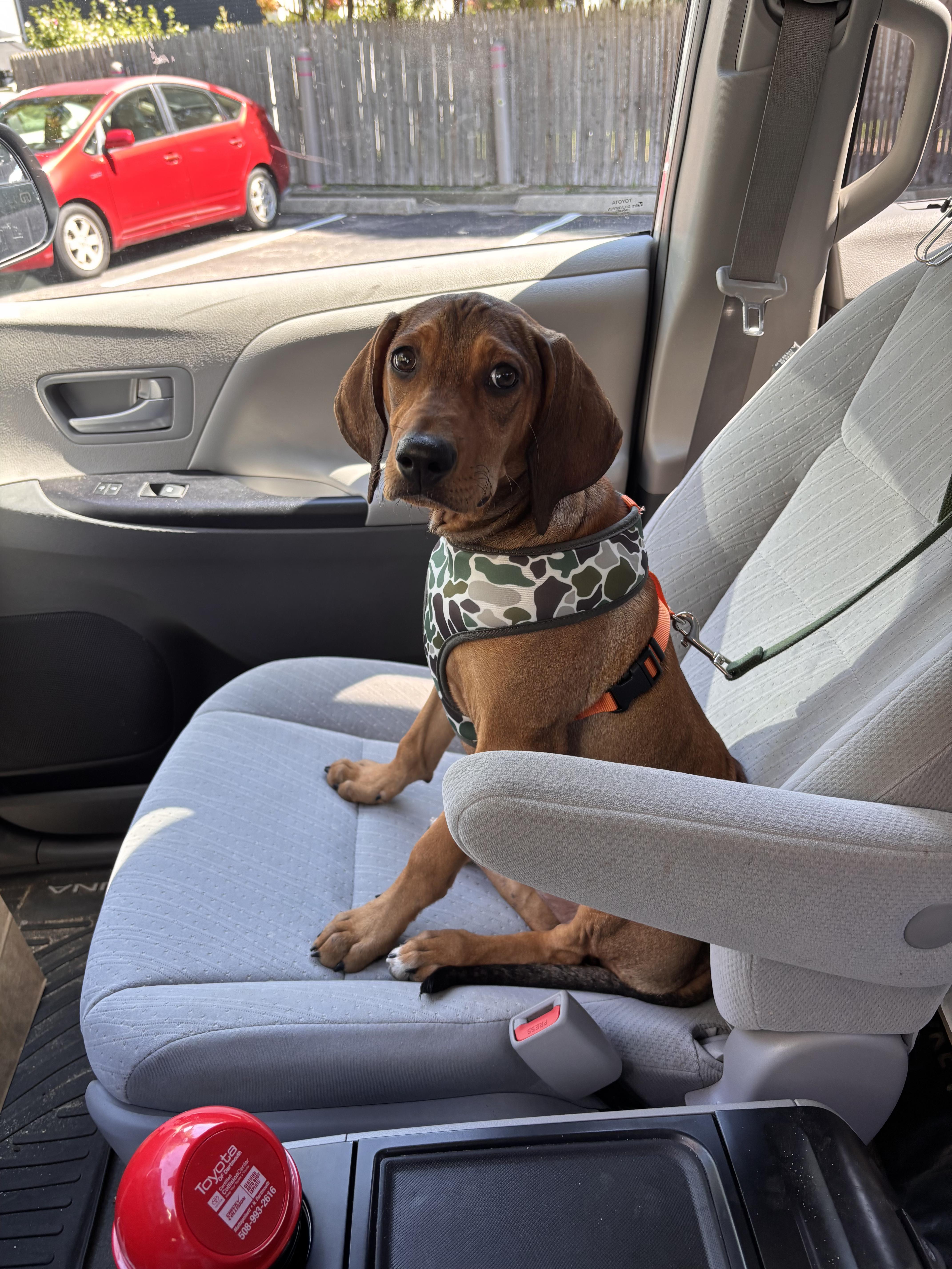 Harmony, Adopted, Puppy Female Redbone Coonhound.