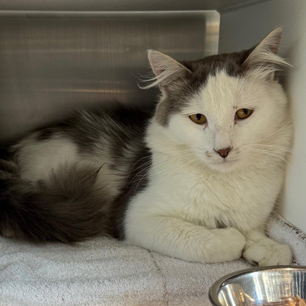 Furby is at Petsmart GJ, Adoptable, Adult Male Domestic Medium Hair.