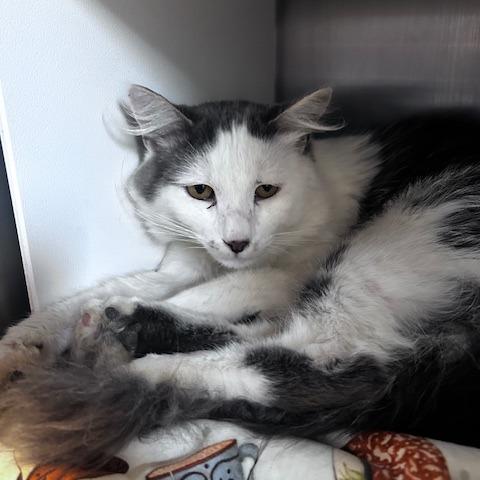 Furby, Adoptable, Adult Male Domestic Medium Hair.