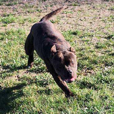 Enlarge Camo, a Adoptable Staffordshire Bull Terrier in Valley Falls, KS image 1/2
