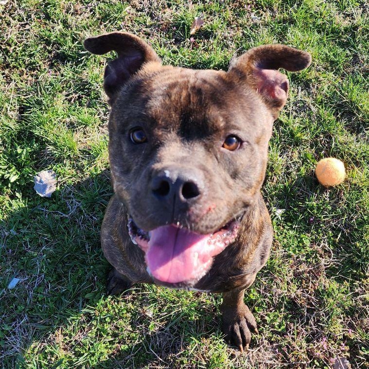 Enlarge Camo, a Adoptable Staffordshire Bull Terrier in Valley Falls, KS image 2/2