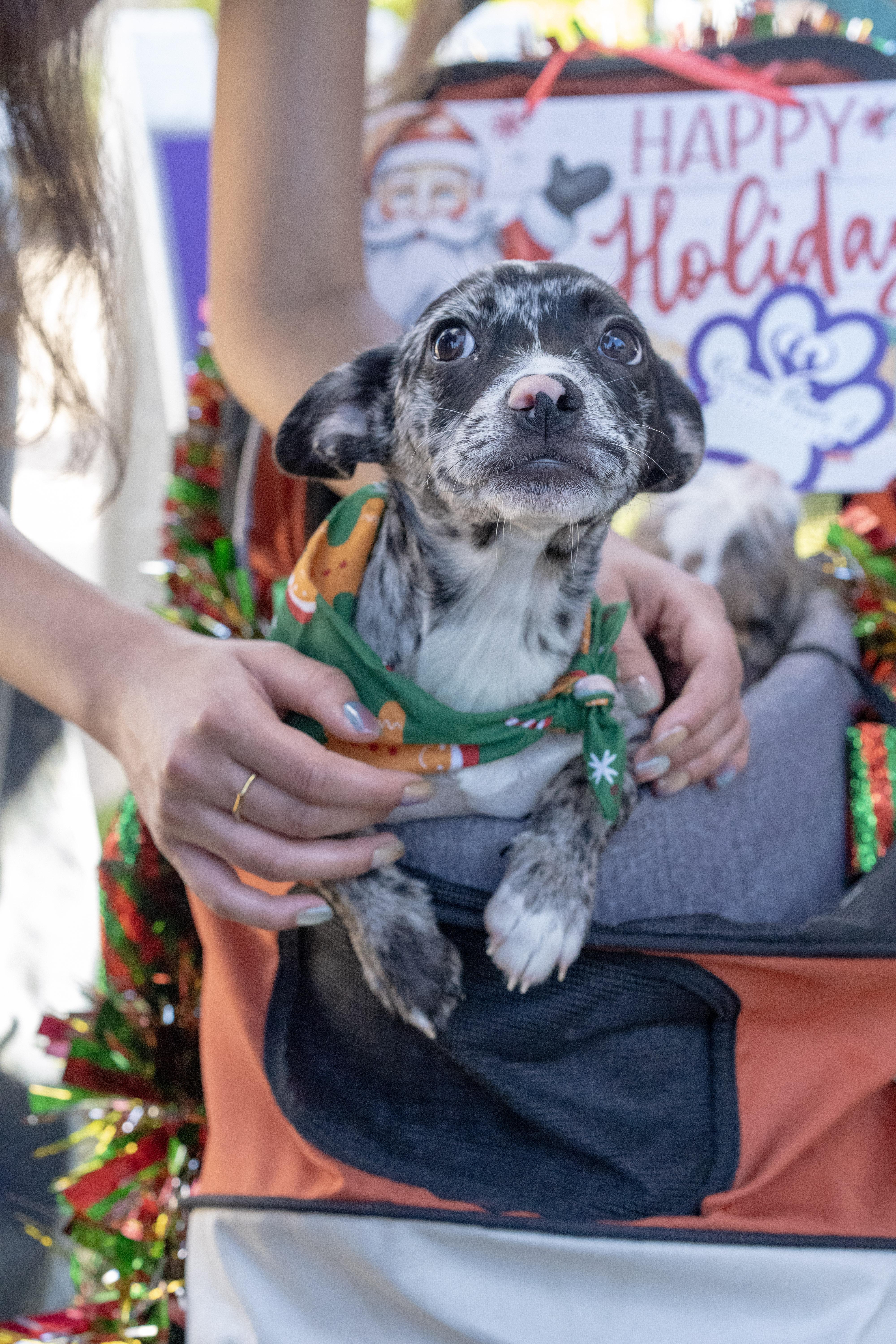 Enlarge Mocha, an adopted mixed breed in Miramar, FL image 1/5
