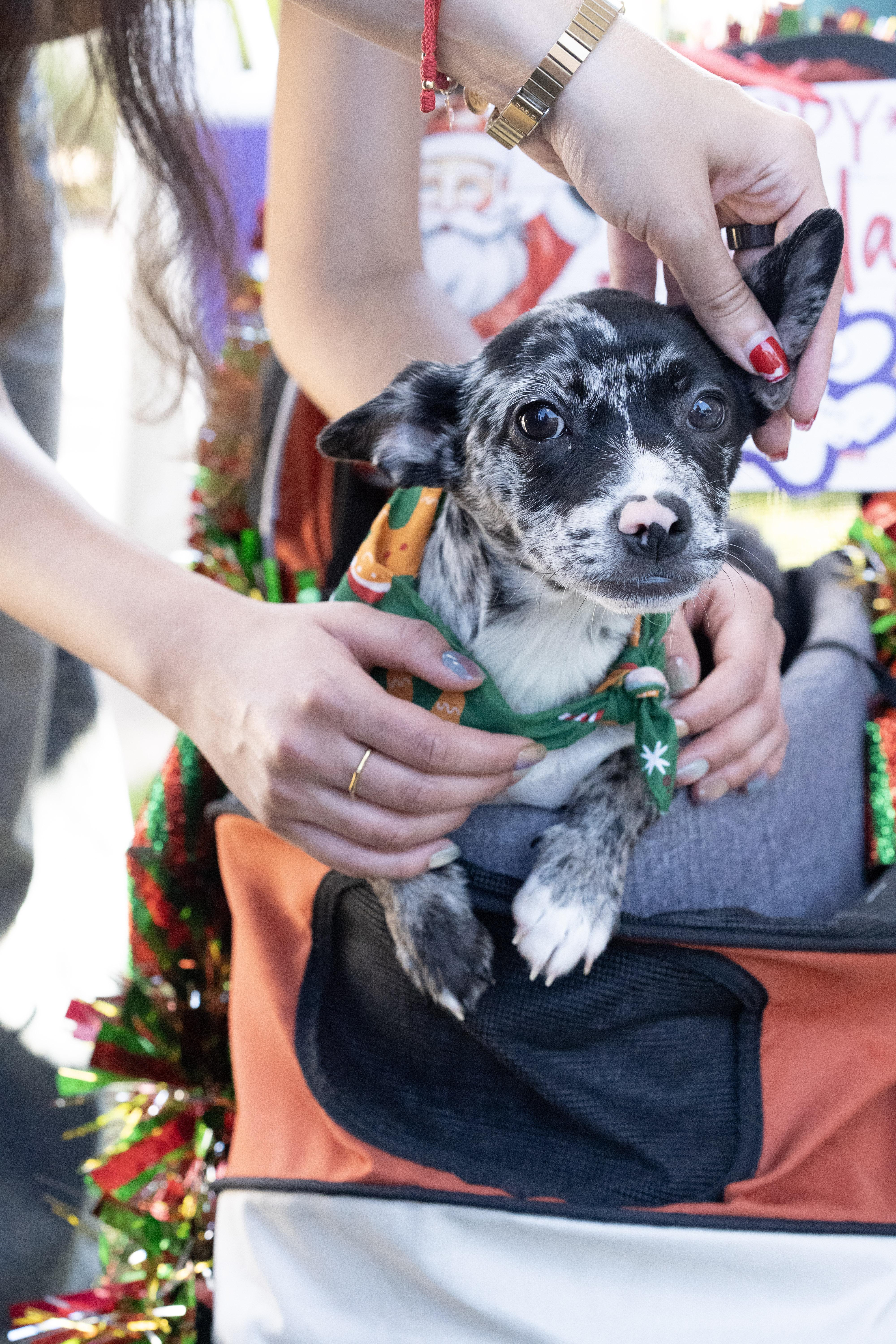 Enlarge Mocha, an adopted mixed breed in Miramar, FL image 2/5
