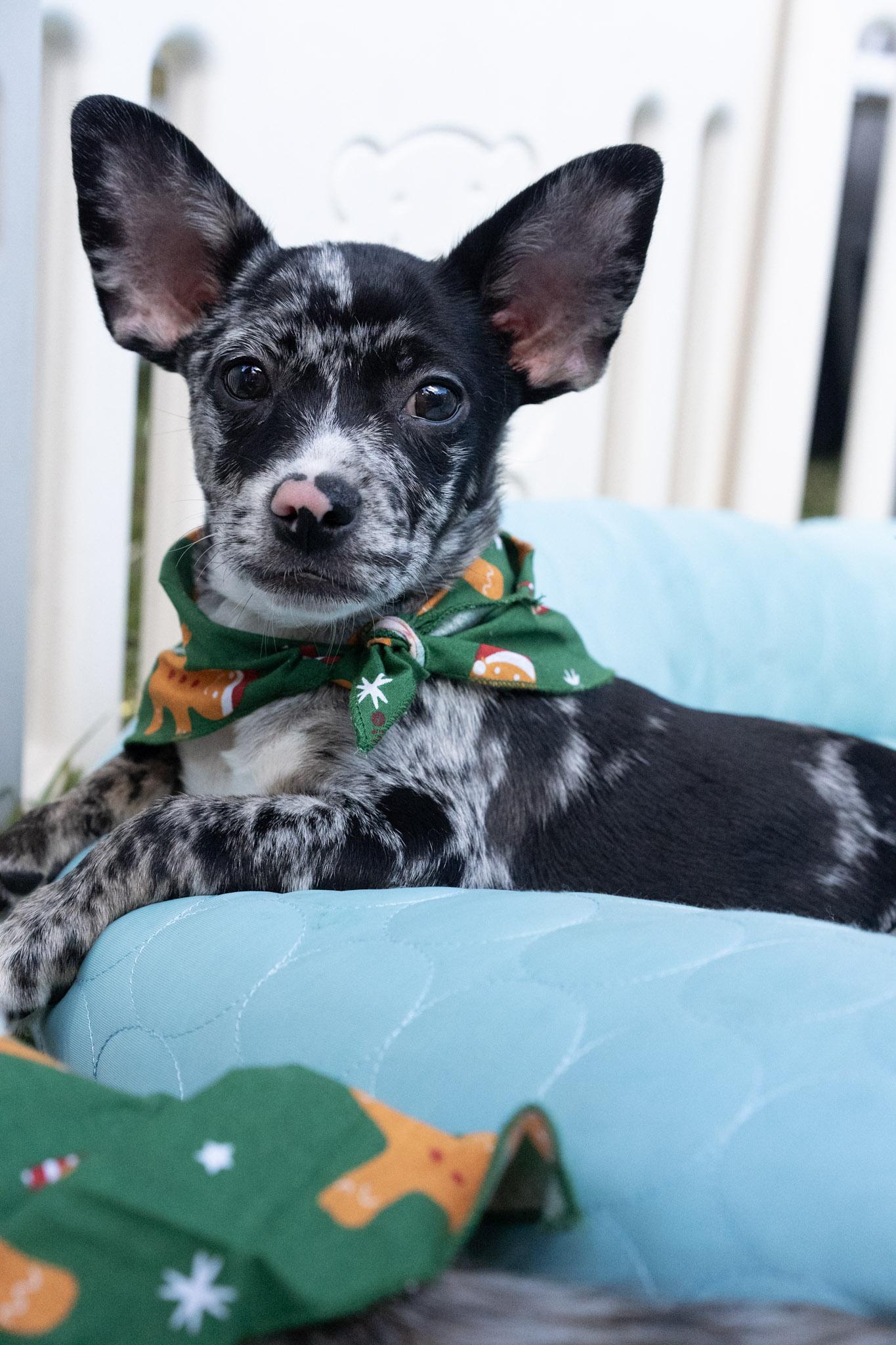 Enlarge Mocha, an adopted mixed breed in Miramar, FL image 3/5