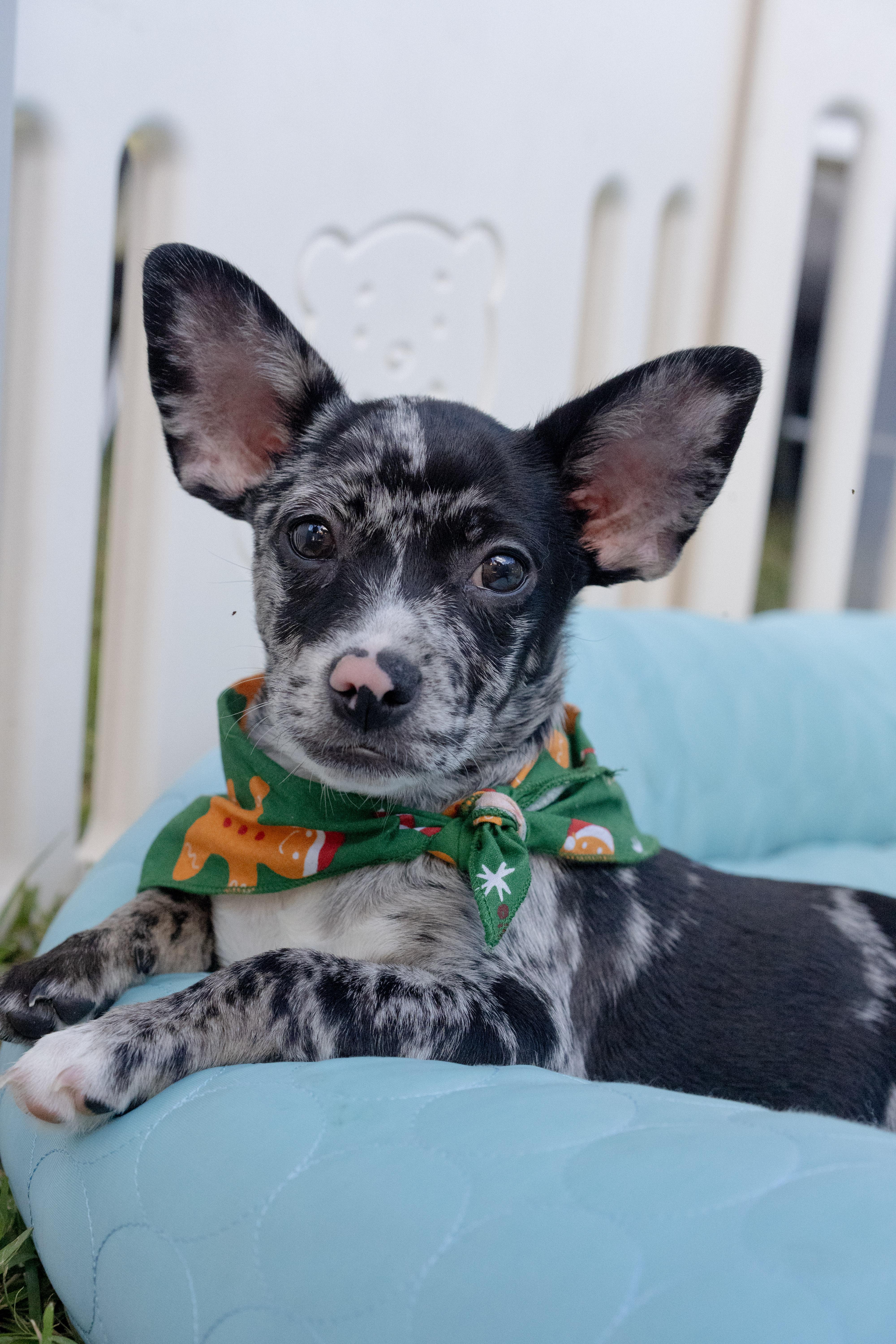 Enlarge Mocha, an adopted mixed breed in Miramar, FL image 4/5