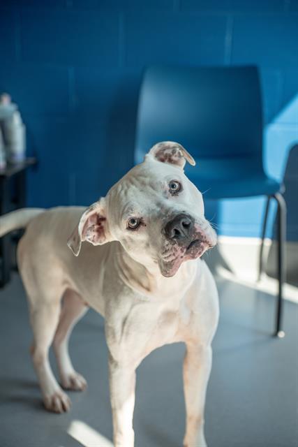 Enlarge ROMEO, a Adoptable mixed breed in Indianapolis, IN image 1/1