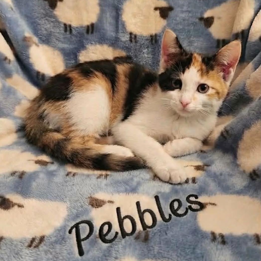 Pebbles - Adopted 8/22/26, adopted, Kitten Female Calico.