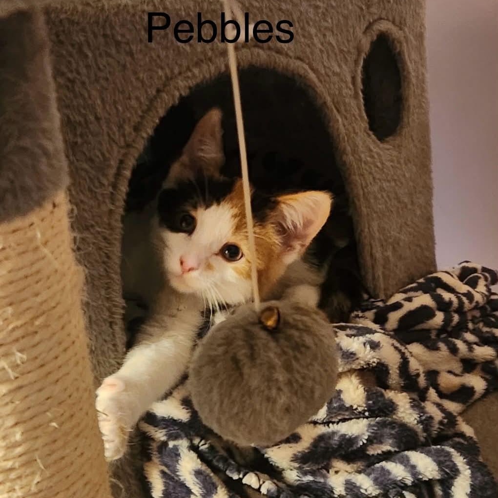 Pebbles - Adopted 8/22/26, an adopted Calico in Livonia, MI image 2/3