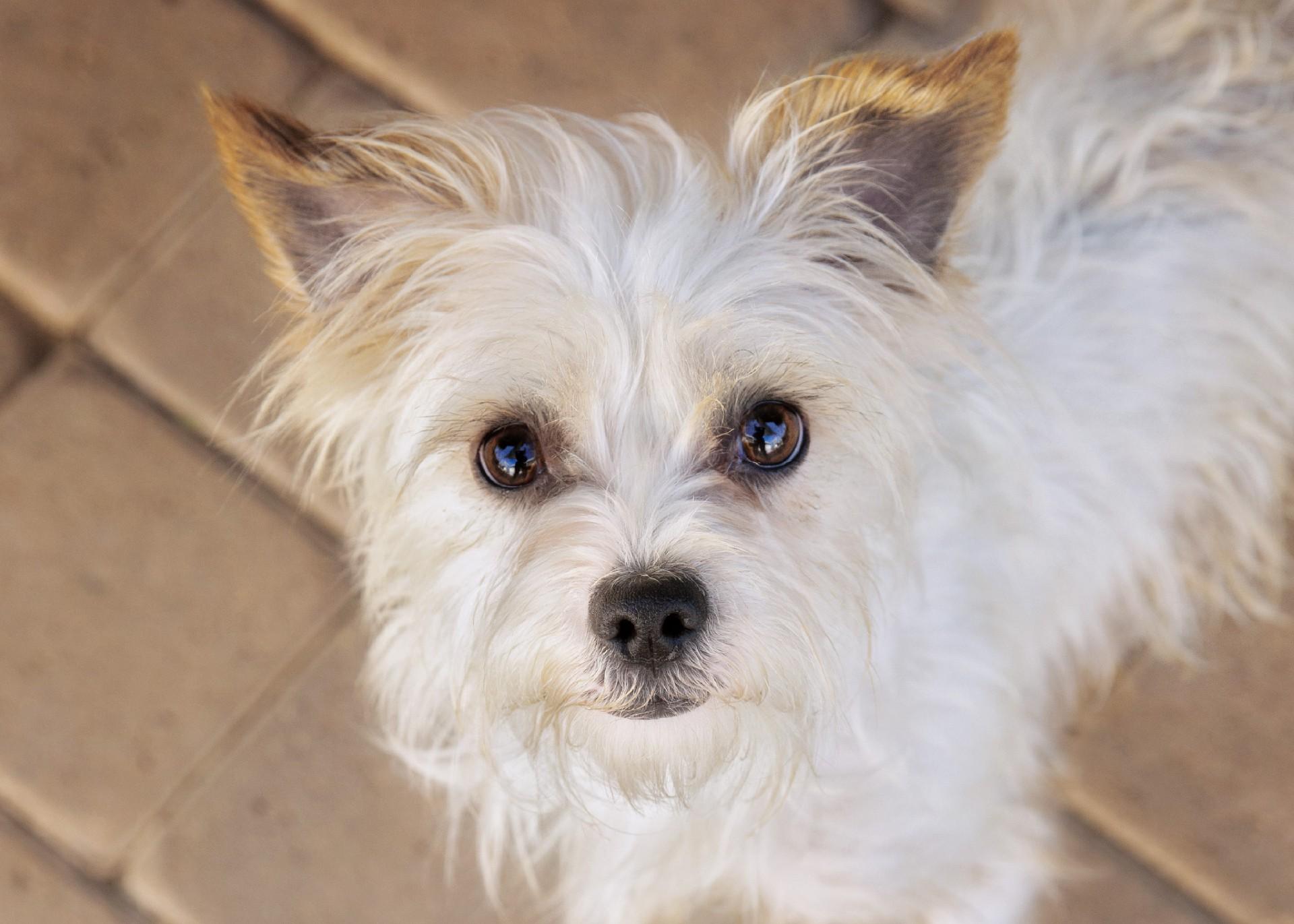 Bonnie, a Adopted mixed breed in El Cajon, CA image 1/2
