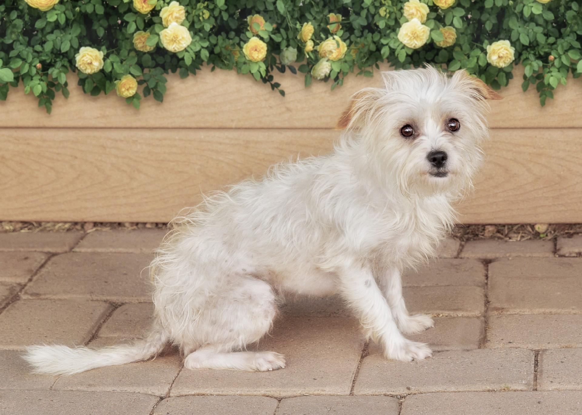 Bonnie, a Adopted mixed breed in El Cajon, CA image 2/2