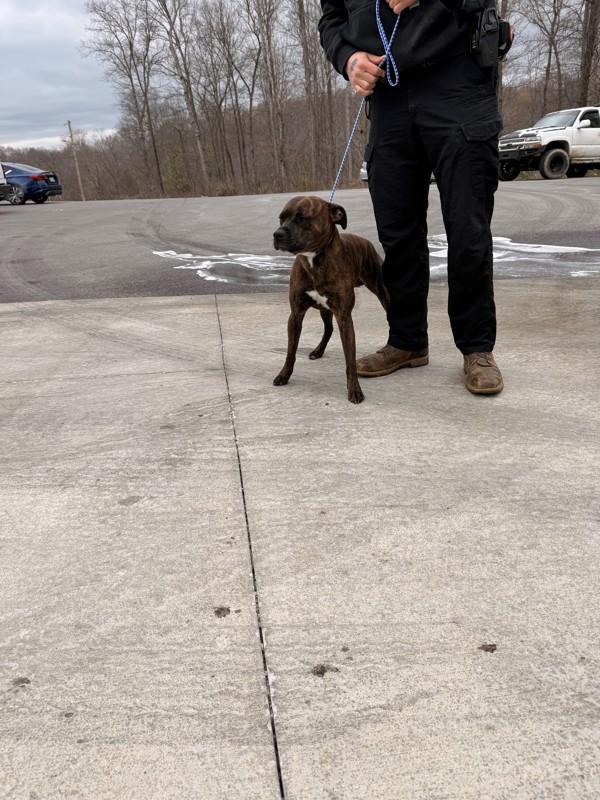 Rogan, Adoptable, Adult Male Pit Bull Terrier.