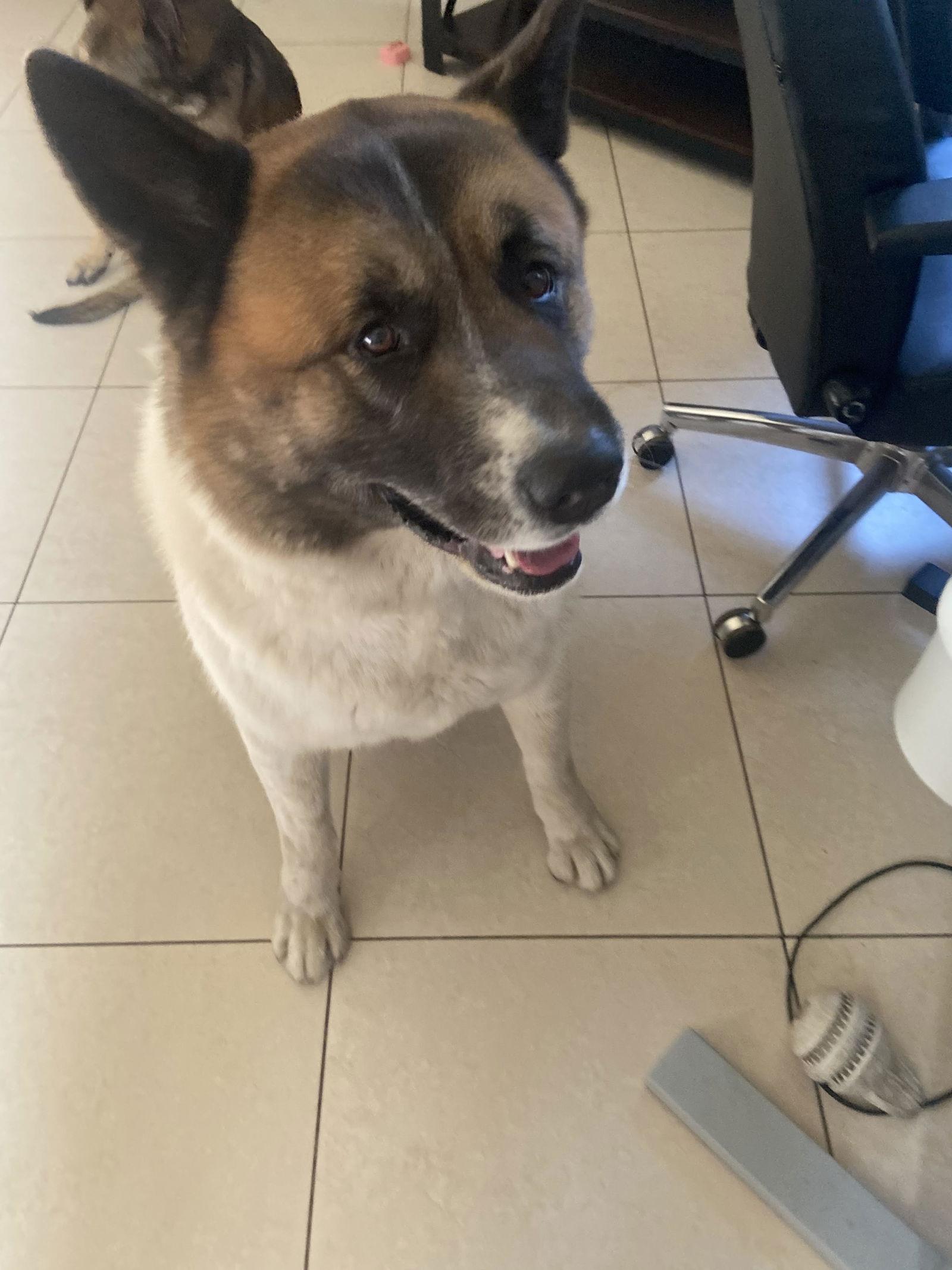 **Kuma**, Adoptable, Adult Male Akita.
