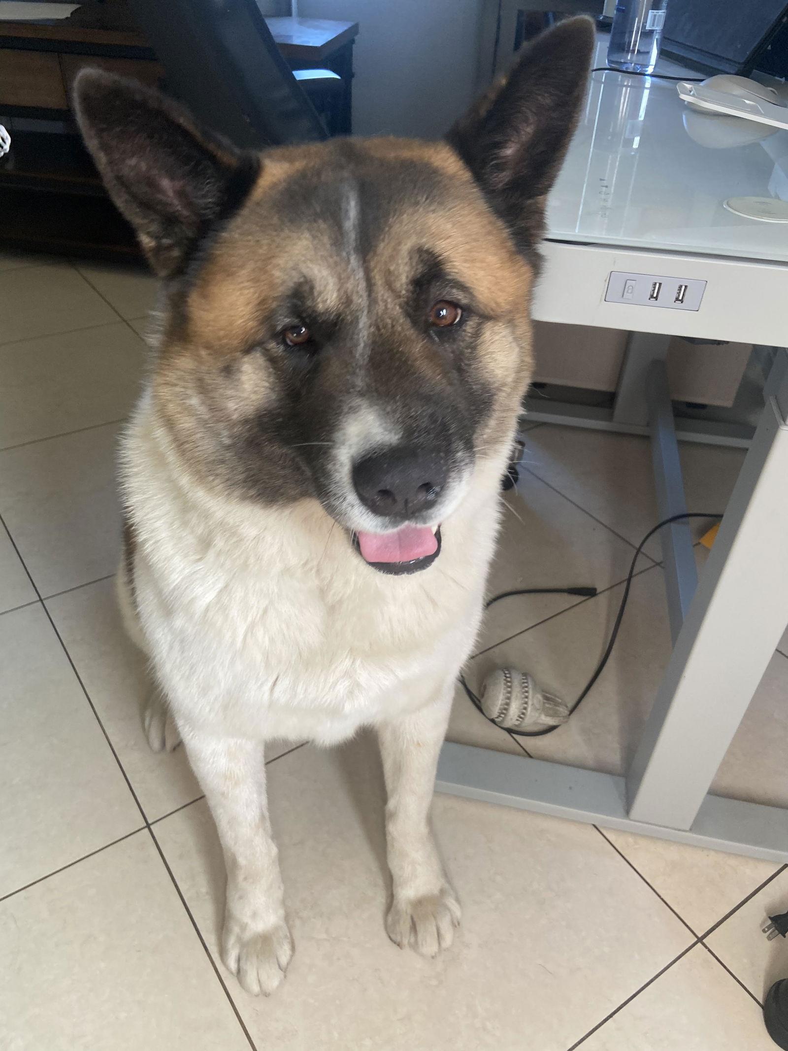 Enlarge **Kuma**, a Adoptable Akita in Romoland, CA image 2/3