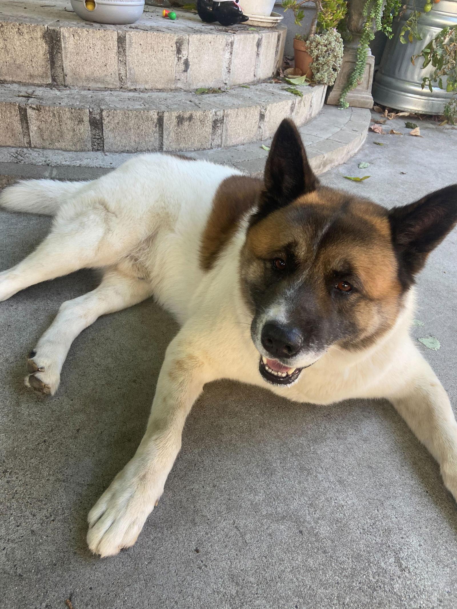 Enlarge **Kuma**, a Adoptable Akita in Romoland, CA image 3/3