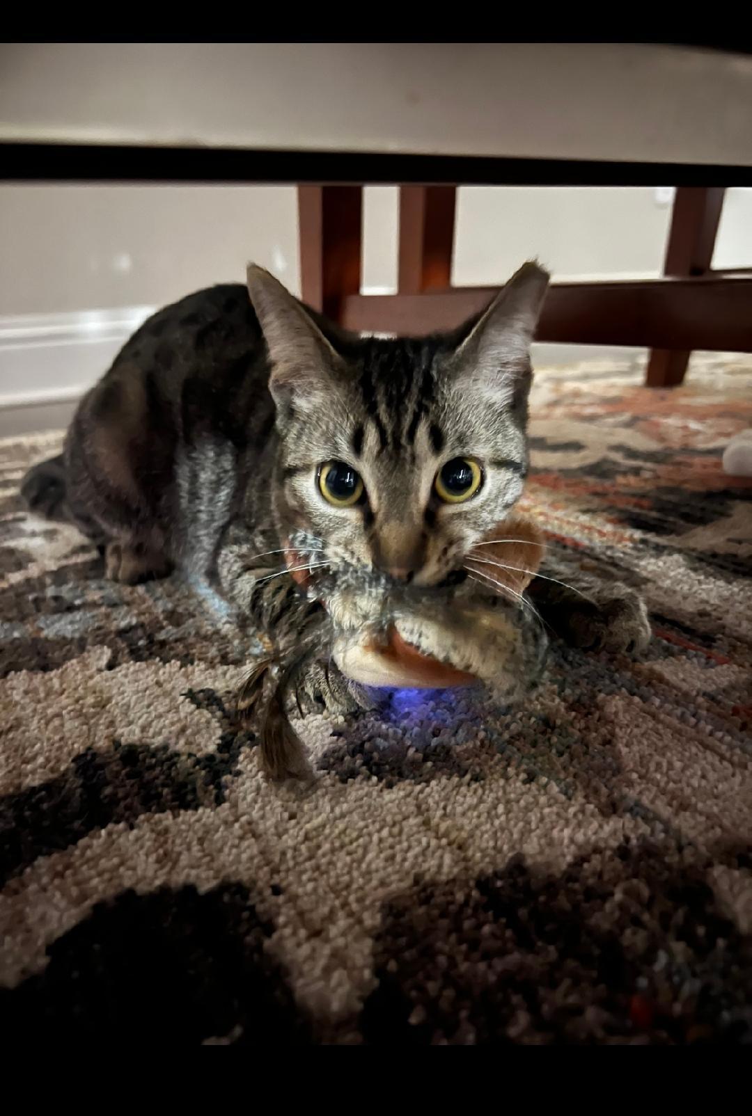 Twix, a Adoptable mixed breed in Plano, TX image 2/3