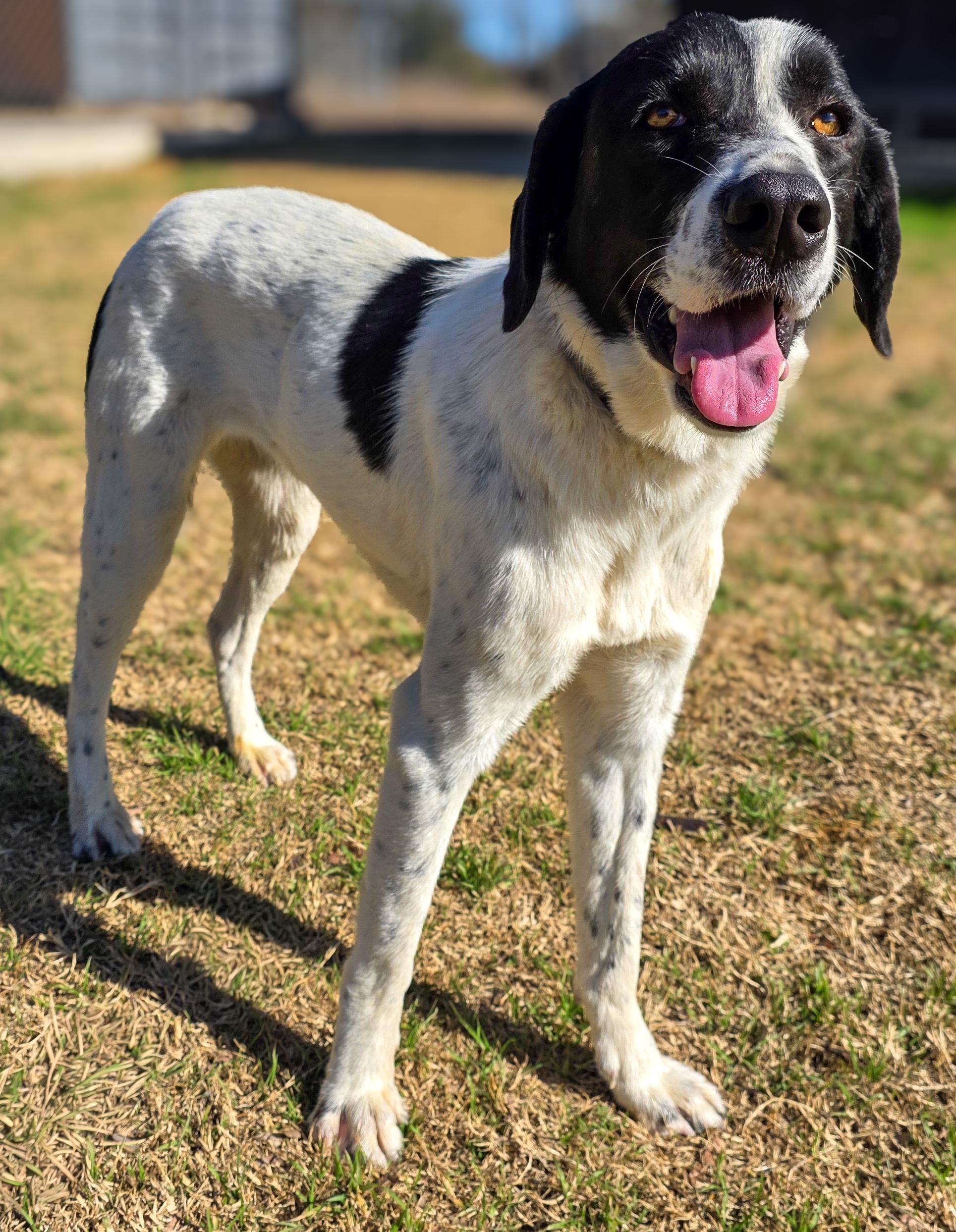 Ladybug , a Adoptable mixed breed in White Marsh, MD image 4/6