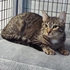 Pesto, an adoptable Tabby in Green Valley, AZ, 85614 | Photo Image 2
