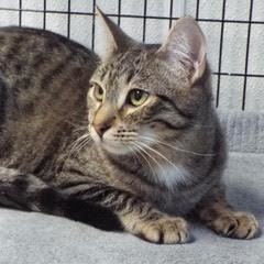 Pesto, an adoptable Tabby in Green Valley, AZ, 85614 | Photo Image 3