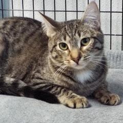Pesto, an adoptable Tabby in Green Valley, AZ, 85614 | Photo Image 4