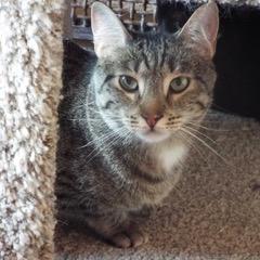Pesto, an adoptable Tabby in Green Valley, AZ, 85614 | Photo Image 1