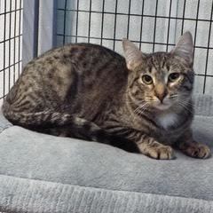 Pesto, an adoptable Tabby in Green Valley, AZ, 85614 | Photo Image 5