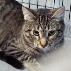 Pesto, an adoptable Tabby in Green Valley, AZ, 85614 | Photo Image 6