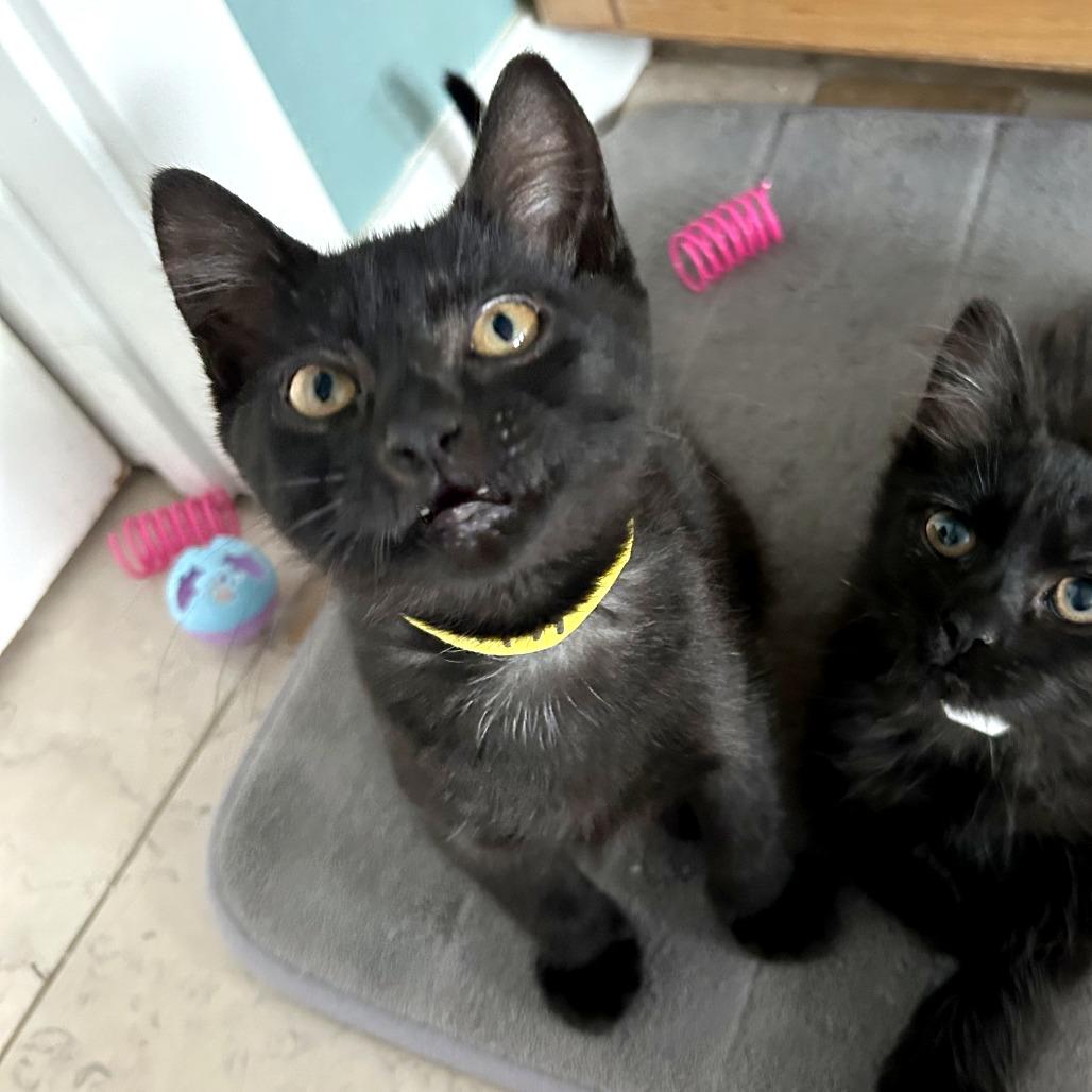 Xenomorph, Adoptable, Kitten Female Domestic Short Hair & Domestic Short Hair.