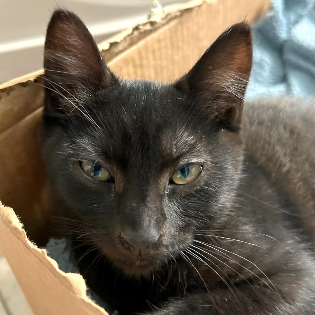 Xenomorph, a Adoptable mixed breed in Woodinville, WA image 2/2