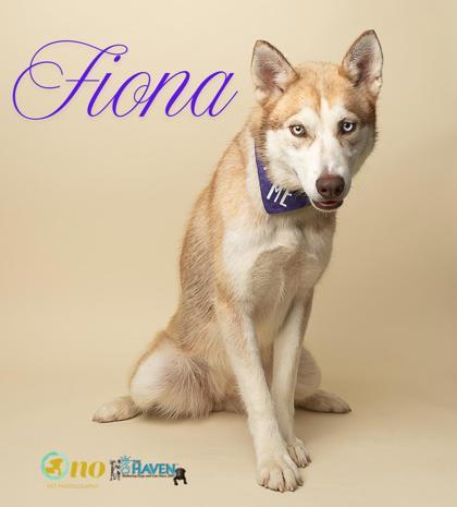 Enlarge Fiona, a Adoptable mixed breed in Fairhope, AL image 1/1
