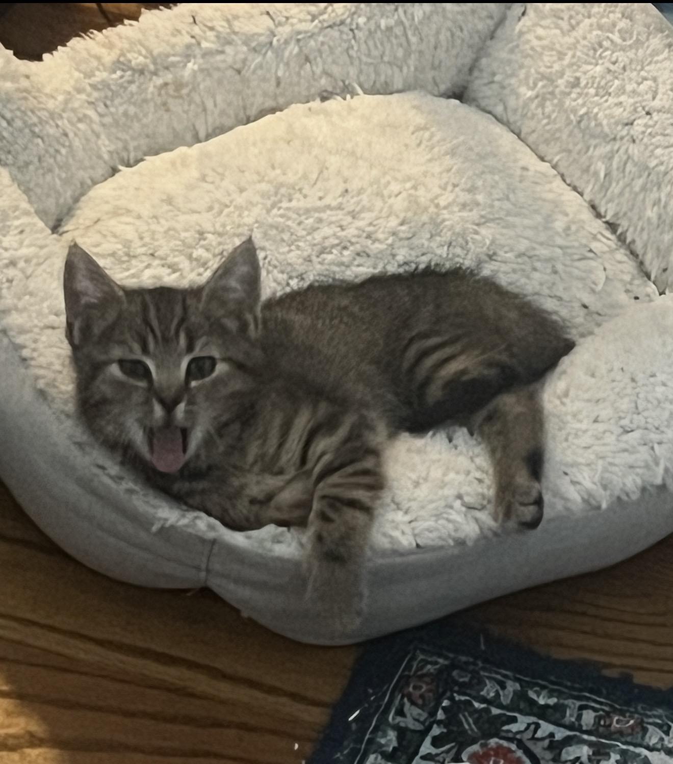 Enlarge Toil and Trouble , a ADOPTABLE Domestic Short Hair in Staten Island , NY image 4/6